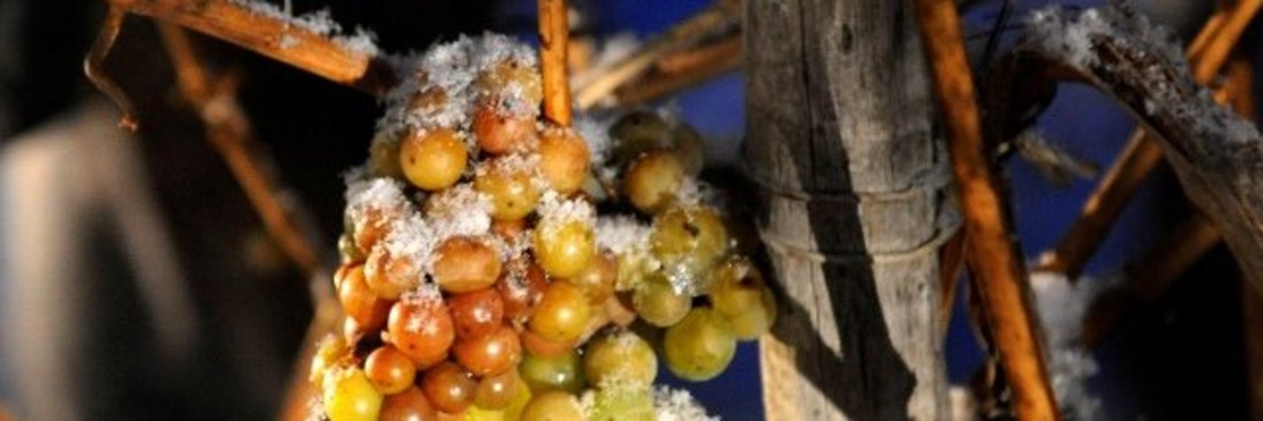 An Ästen aufgehängte Eisweintrauben im Winter in Rheinland-Pfalz