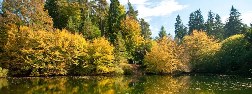 © Dominik Ketz / Rheinland-Pfalz Tourismus GmbH Der Perdsbrunner Weiher im Pfälzerwald ist ein beliebtes Ausflugsziel.