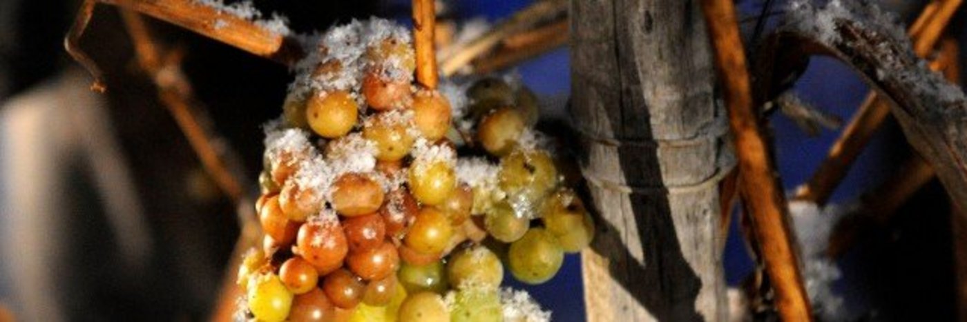 Ice wine grapes hanging from branches in winter in Rhineland-Palatinate