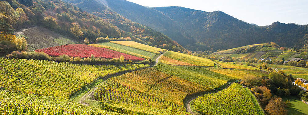 © Dominik Ketz / Rheinland-Pfalz Tourismus GmbH Wine slopes at the Ahr dressed in autumnal colours.