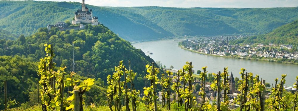 Weinreben am Rhein, im Hintergrund die Marksburg.